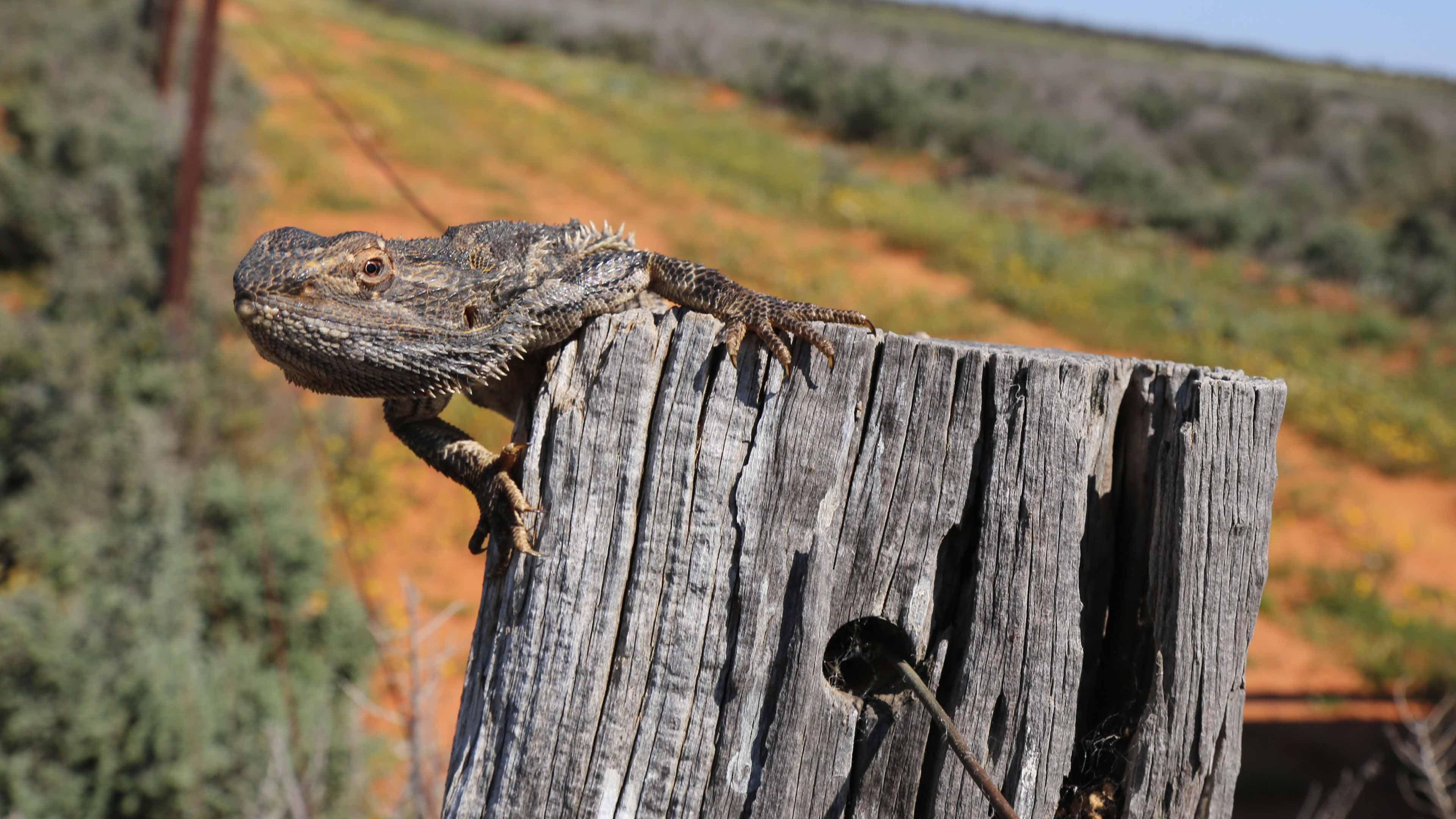 Bearded Dragon sunning itself on a fence post