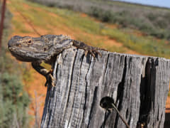 Bearded Dragon sunning itself on a fence post