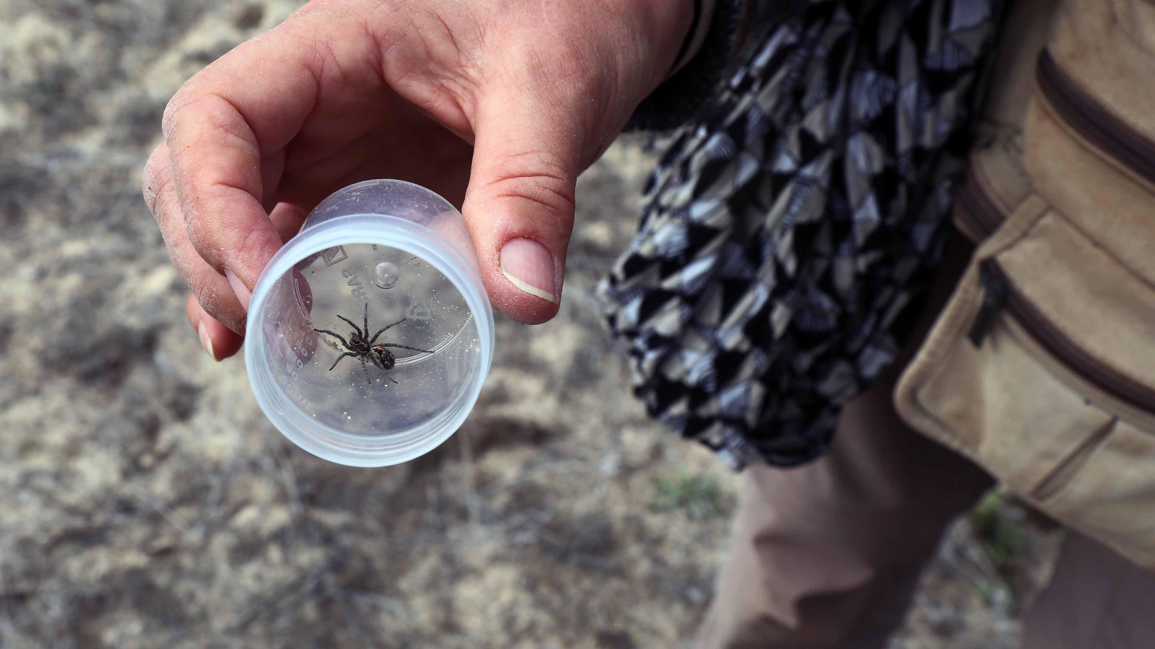 Spider collection, Bush Blitz 2017