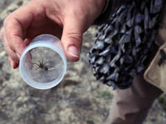 Spider collection, Bush Blitz 2017
