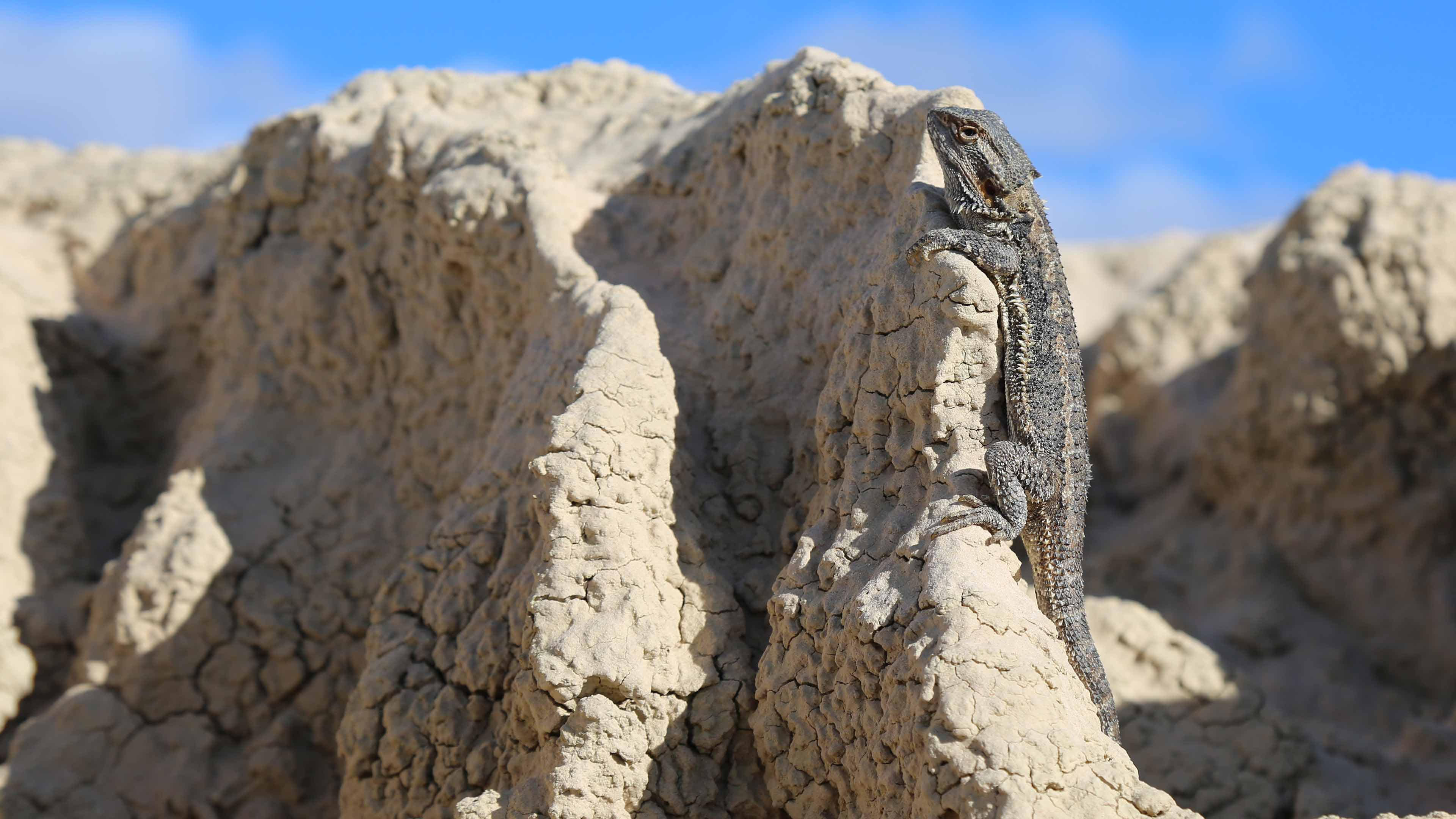 Bearded dragon in an erosion gully