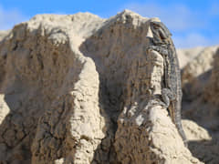 Bearded dragon in an erosion gully