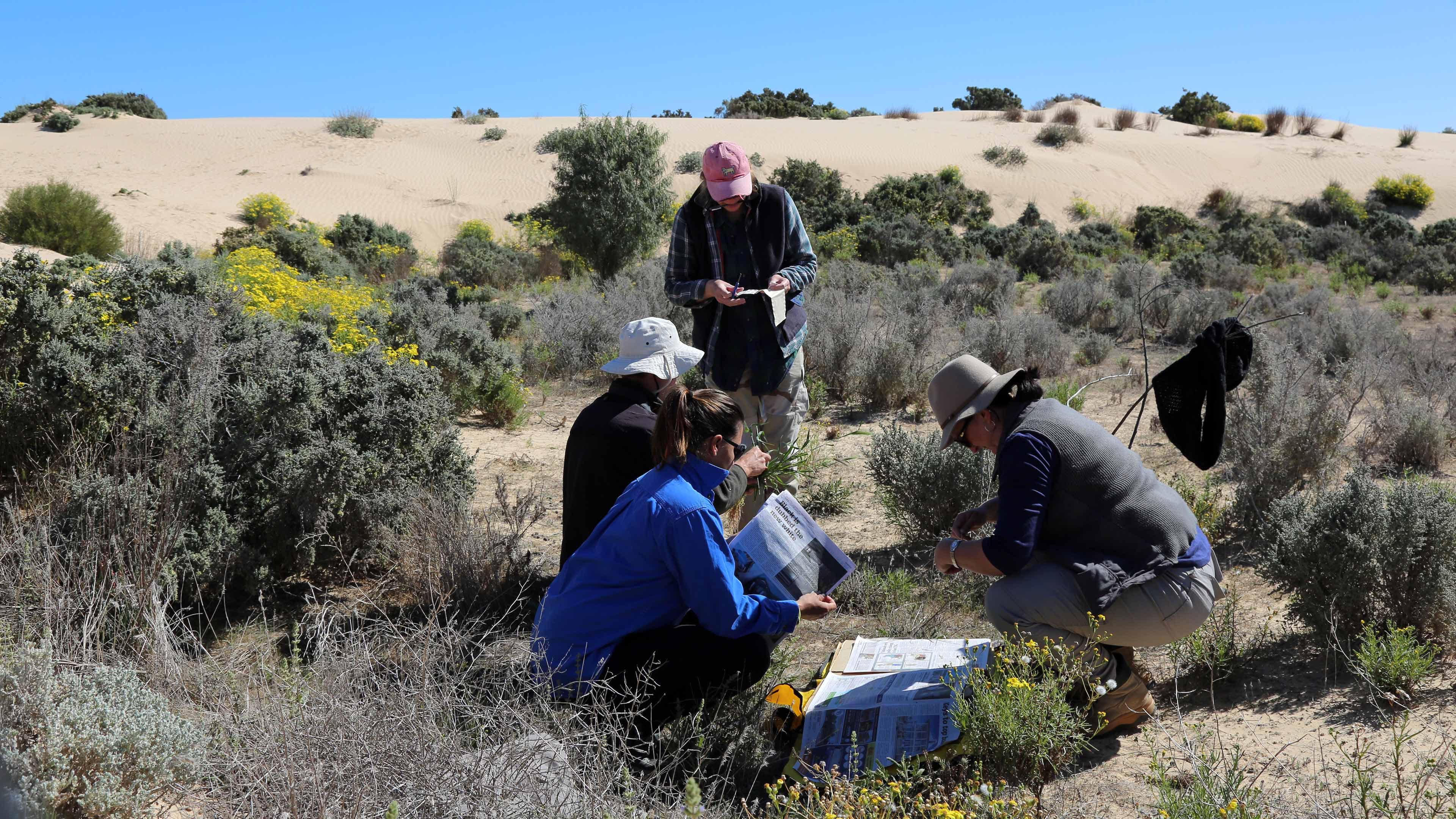 Collecting plant samples, Bush Blitz 2017