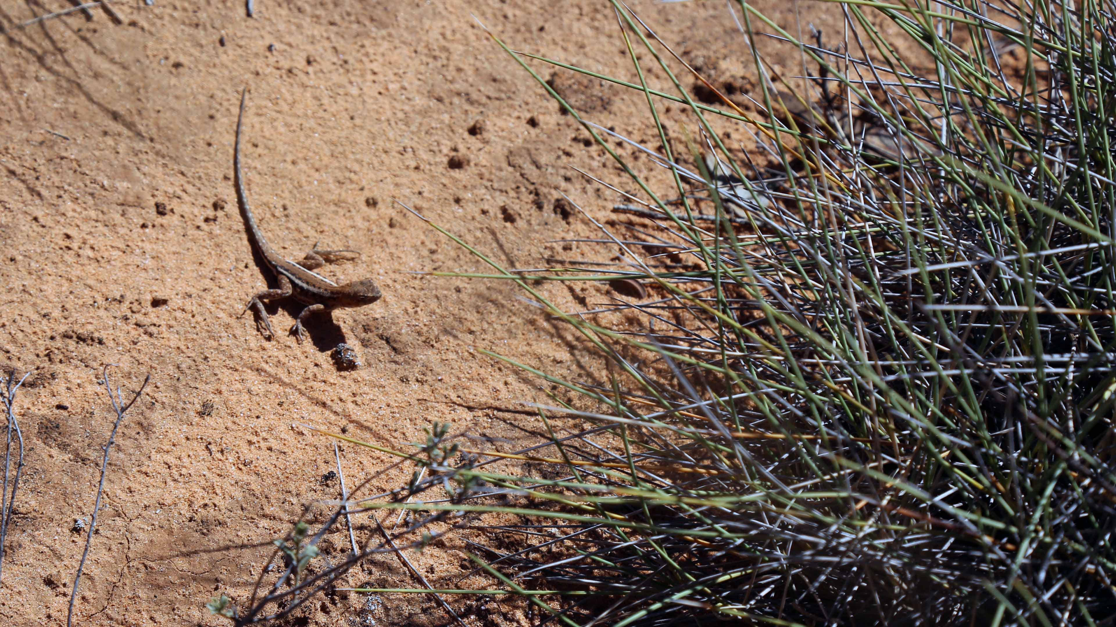 Mallee Dragon, Mungo National Park