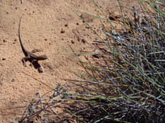 Mallee Dragon, Mungo National Park