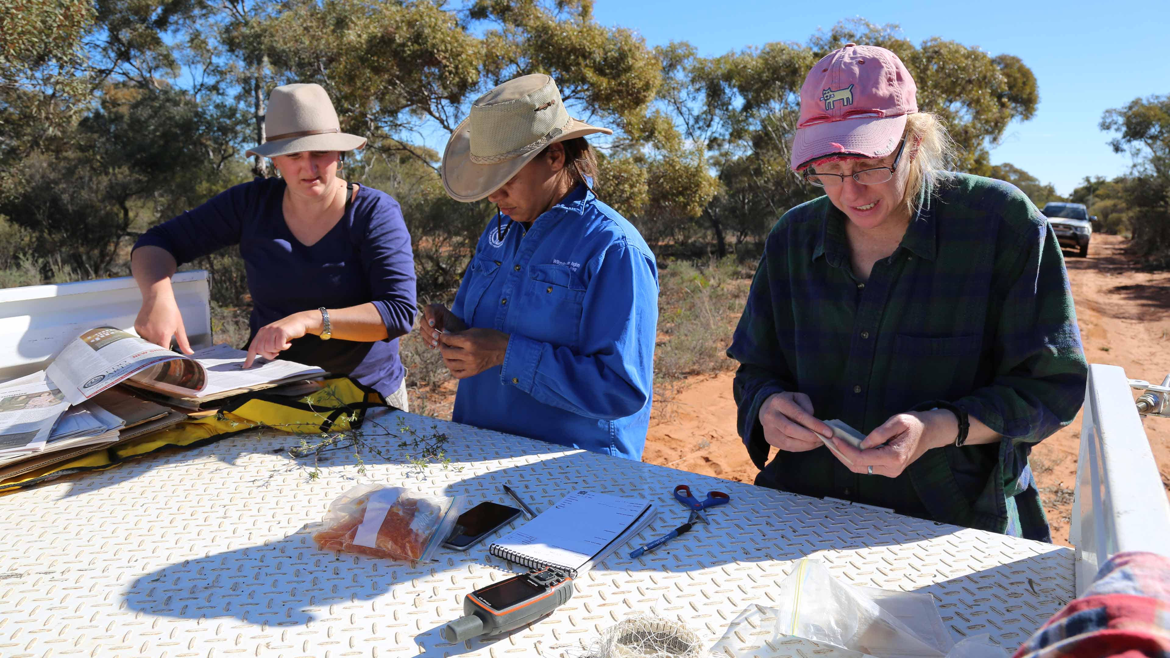 Indigenous Ranger working with Bush Blitz Team collecting and identifying Plant samples