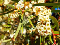Mallee tree in bloom, Mungo National Park
