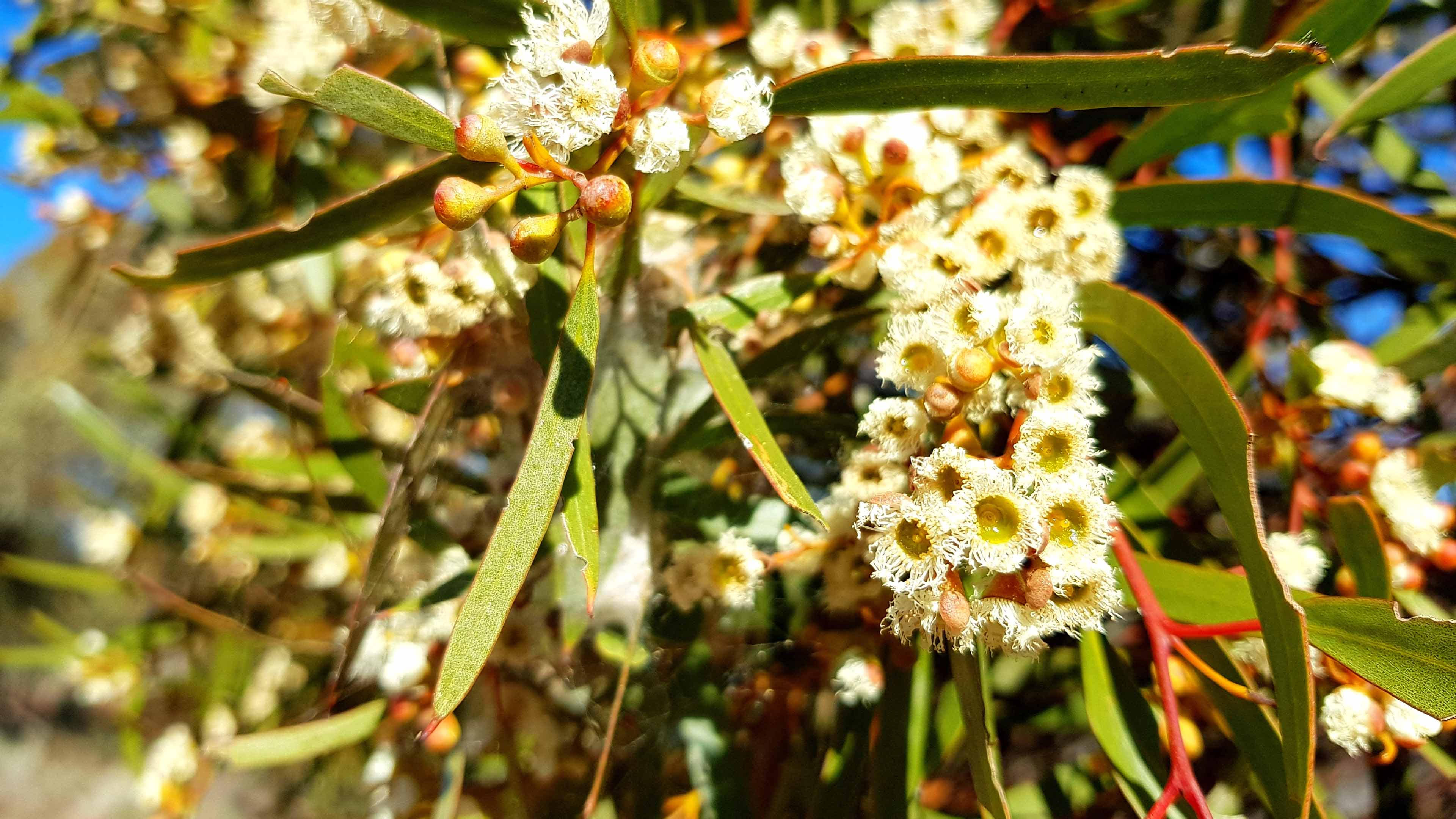 Mallee tree in bloom, Mungo National Park