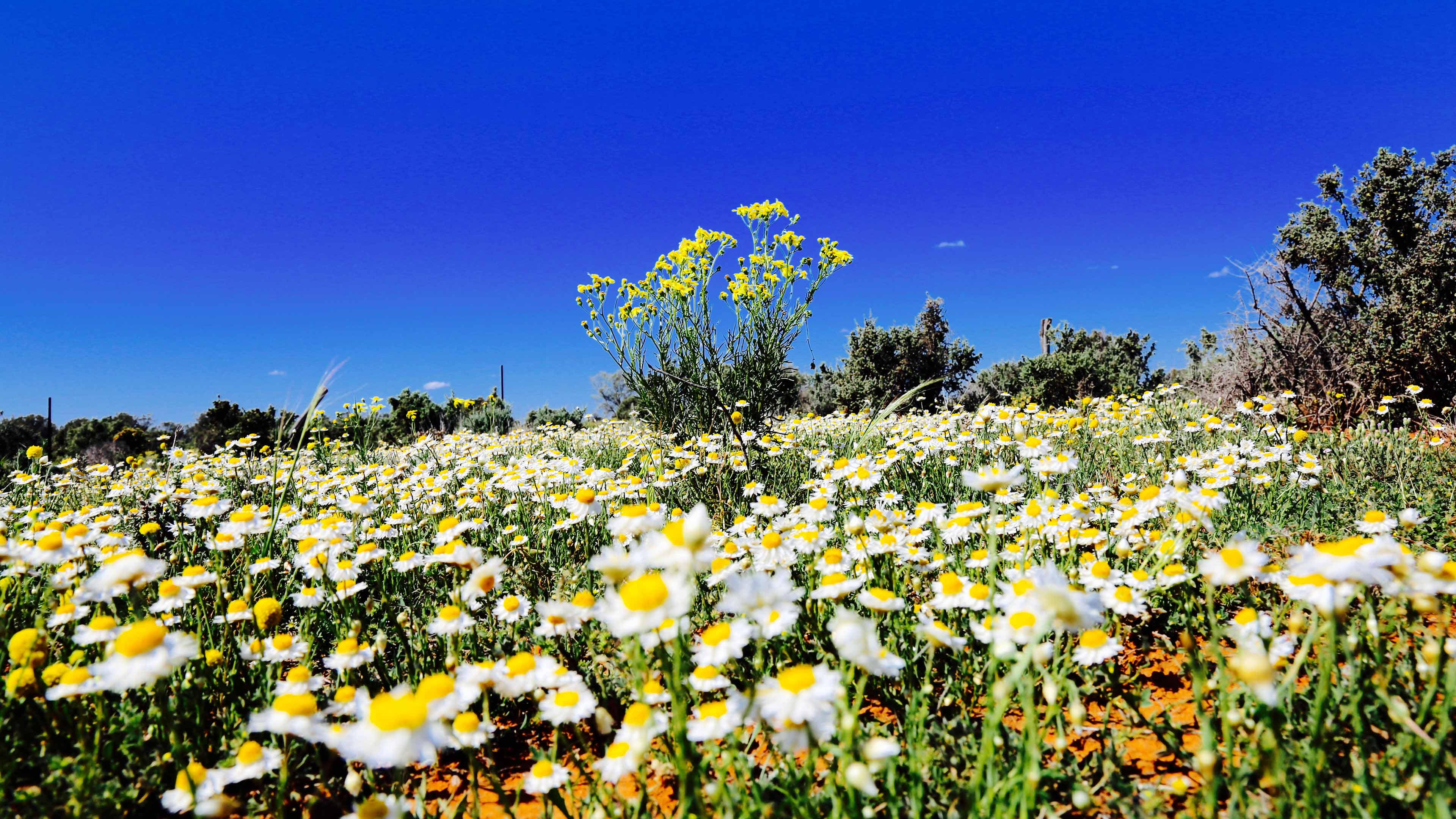 Common Daisy