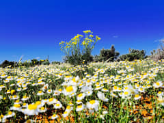 Common Daisy