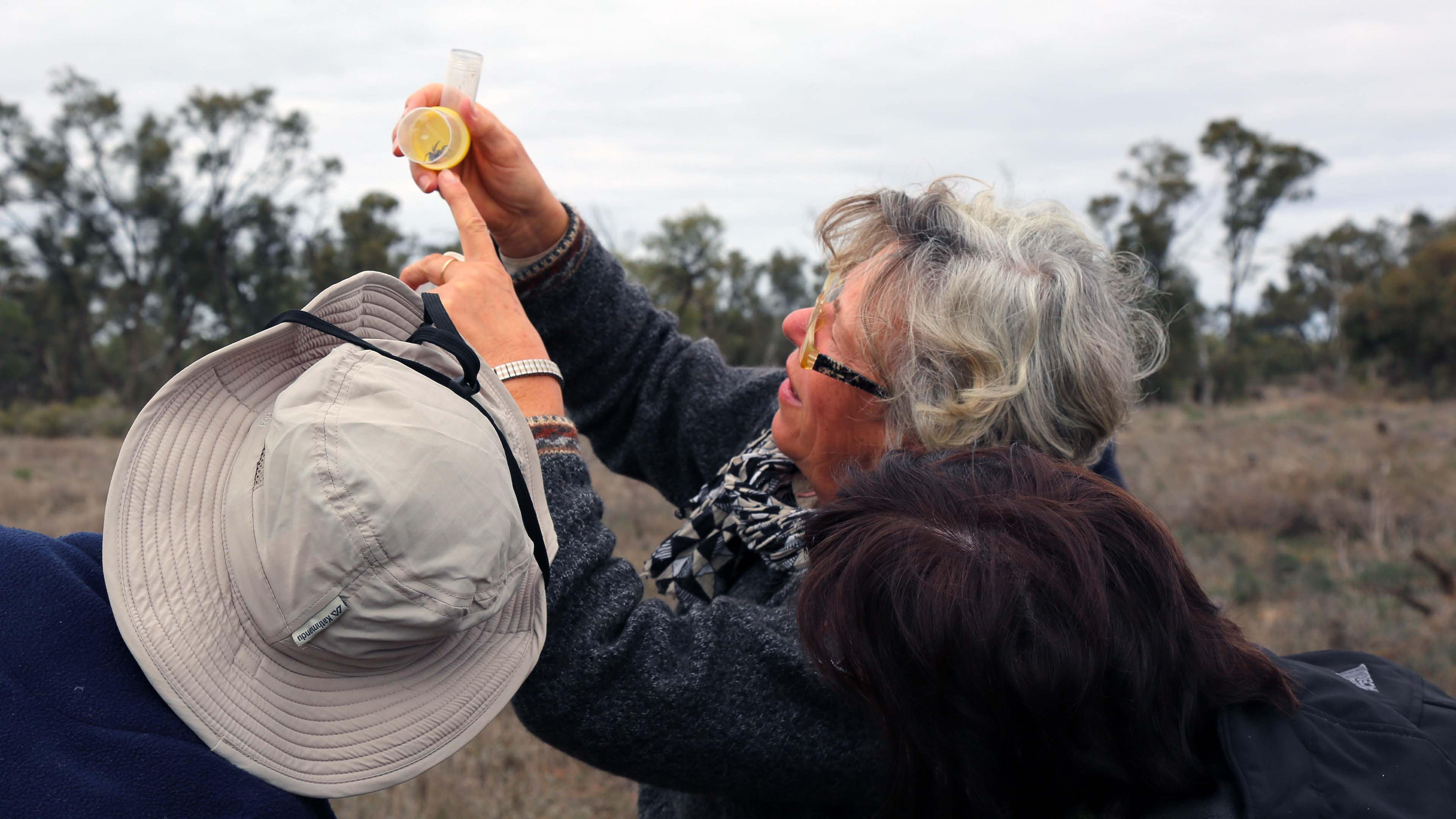 Trying to identify a spider, Bush Blitz 2017