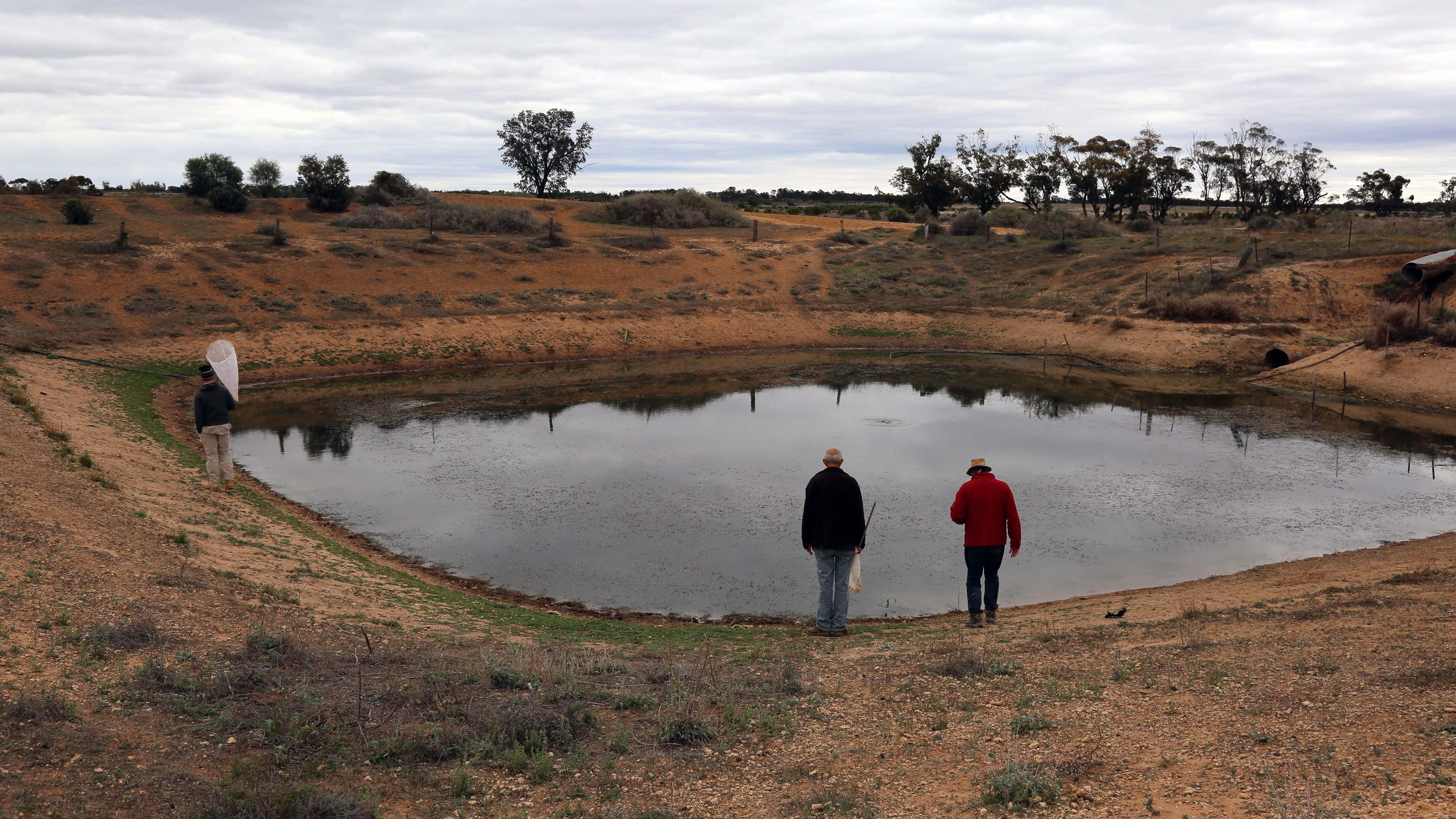 Bush Blitz Team looking for water insects at ground tank, Mungo National Park 2017