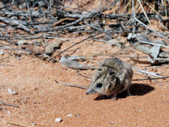 Stripe-faced dunnart (Photo courtesy of Mick Todd)