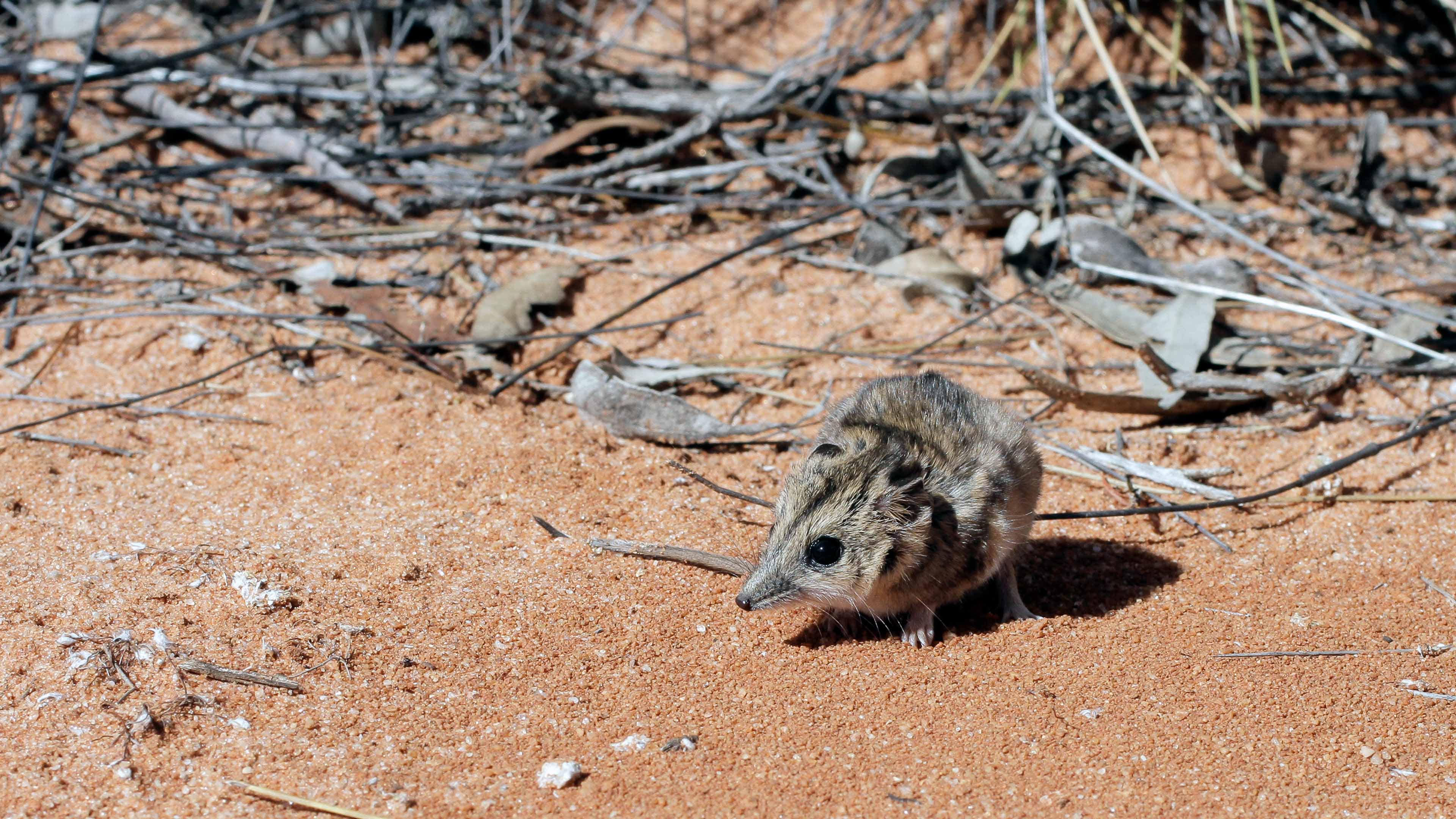 Stripe-faced dunnart (Photo courtesy of Mick Todd)