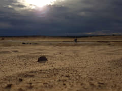 Stone tool being uncovered by the winds on the ancient dunes.
