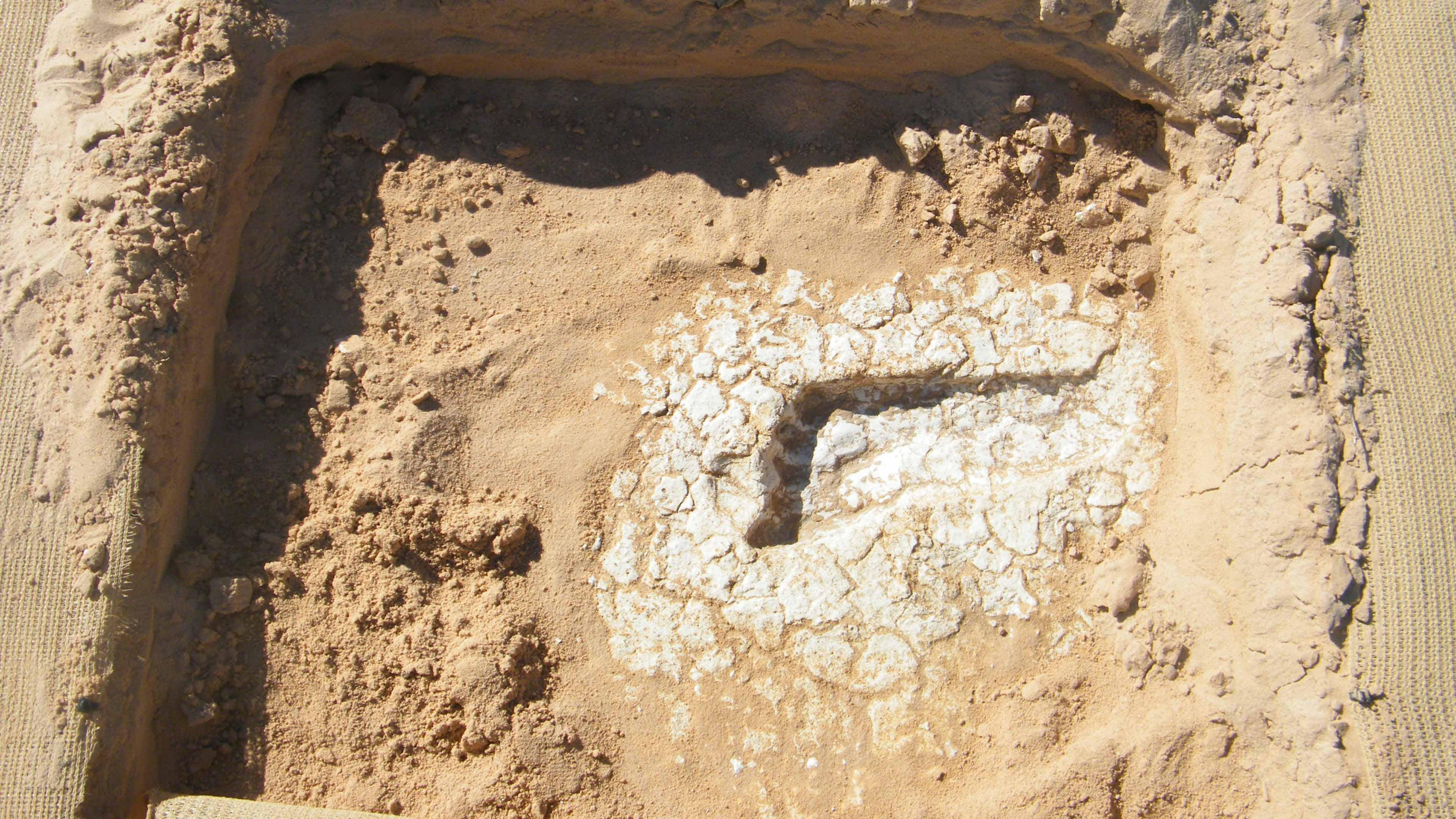Excavation of a footprint to check if conservation of site is working. (Image from NPWS) 