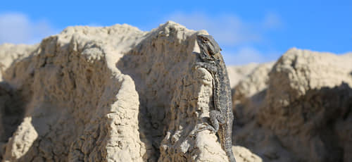 Mungo Biodiversity (Bushblitz)